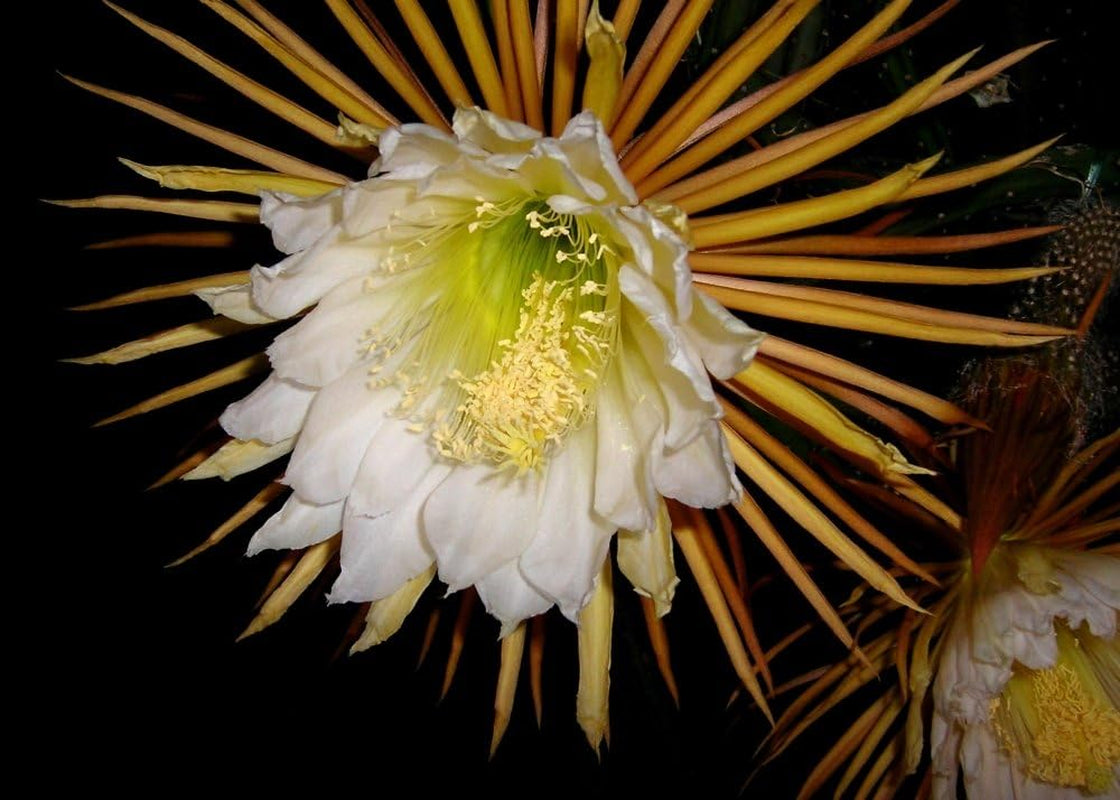 SAFLAX - Kakteen - Königin Der Nacht - 40 Samen - Selenicerus Grandiflorus