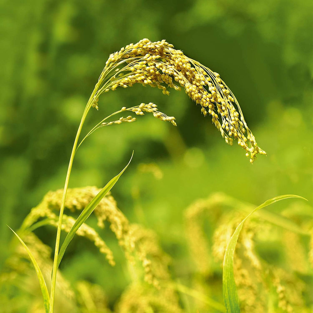 WELEDA Shampoo curativo al miglio biologico, detersione delicata, 190 ml Doccia e bagno Naty Shop