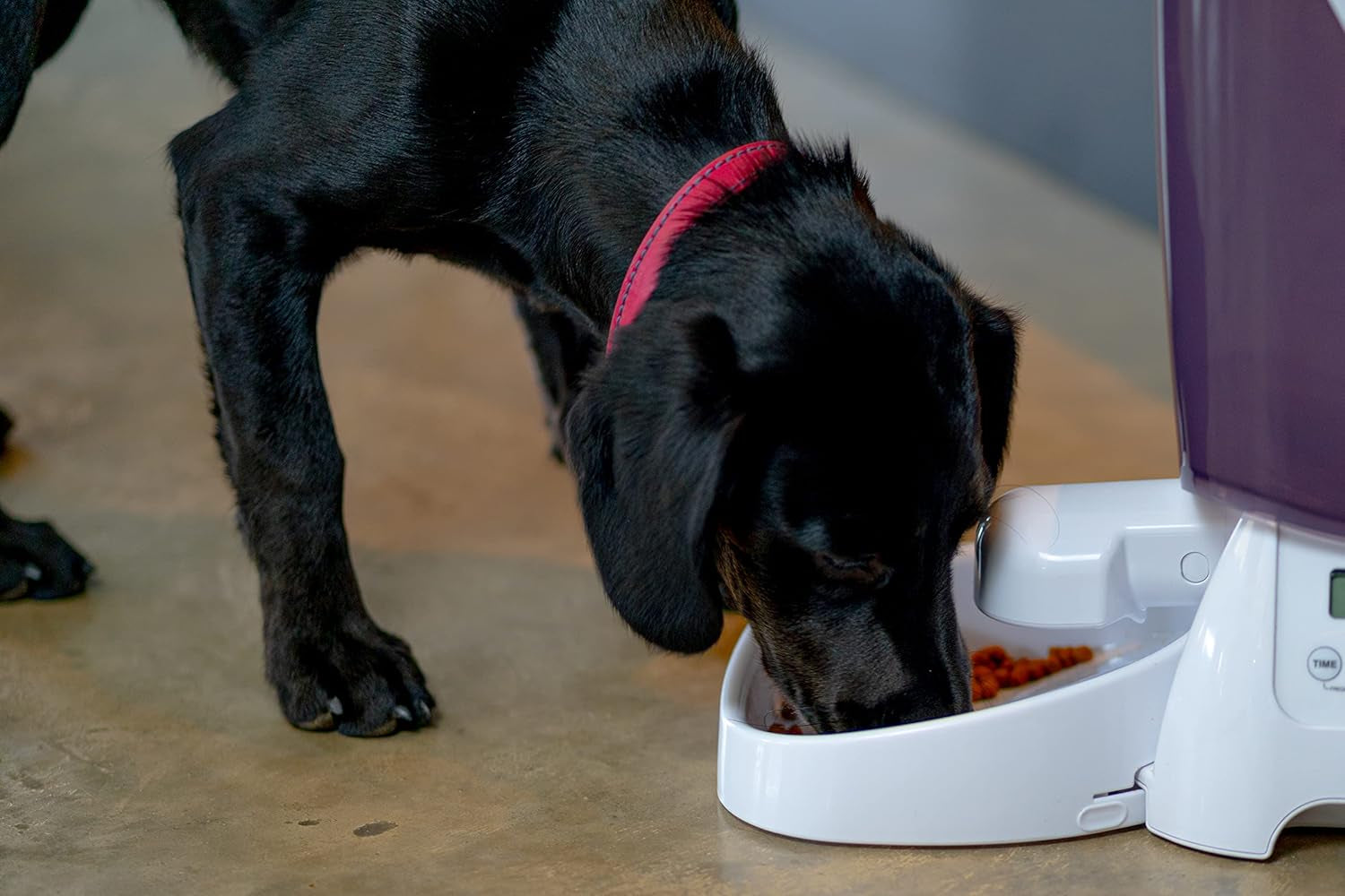Automat für Trockenfutter L: 21,1 cm L: 21,1 cm A: 36,8 cm 3 kg 905 g