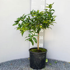 SAVINI VIVAI Kumquat-Pflanze, Chinesischer Mandarin-Kumquat-Zitrusbaum Im 20 Cm Topf, Höhe 70 Cm, 2-3 Jahre Veredelung, Hergestellt in Italien