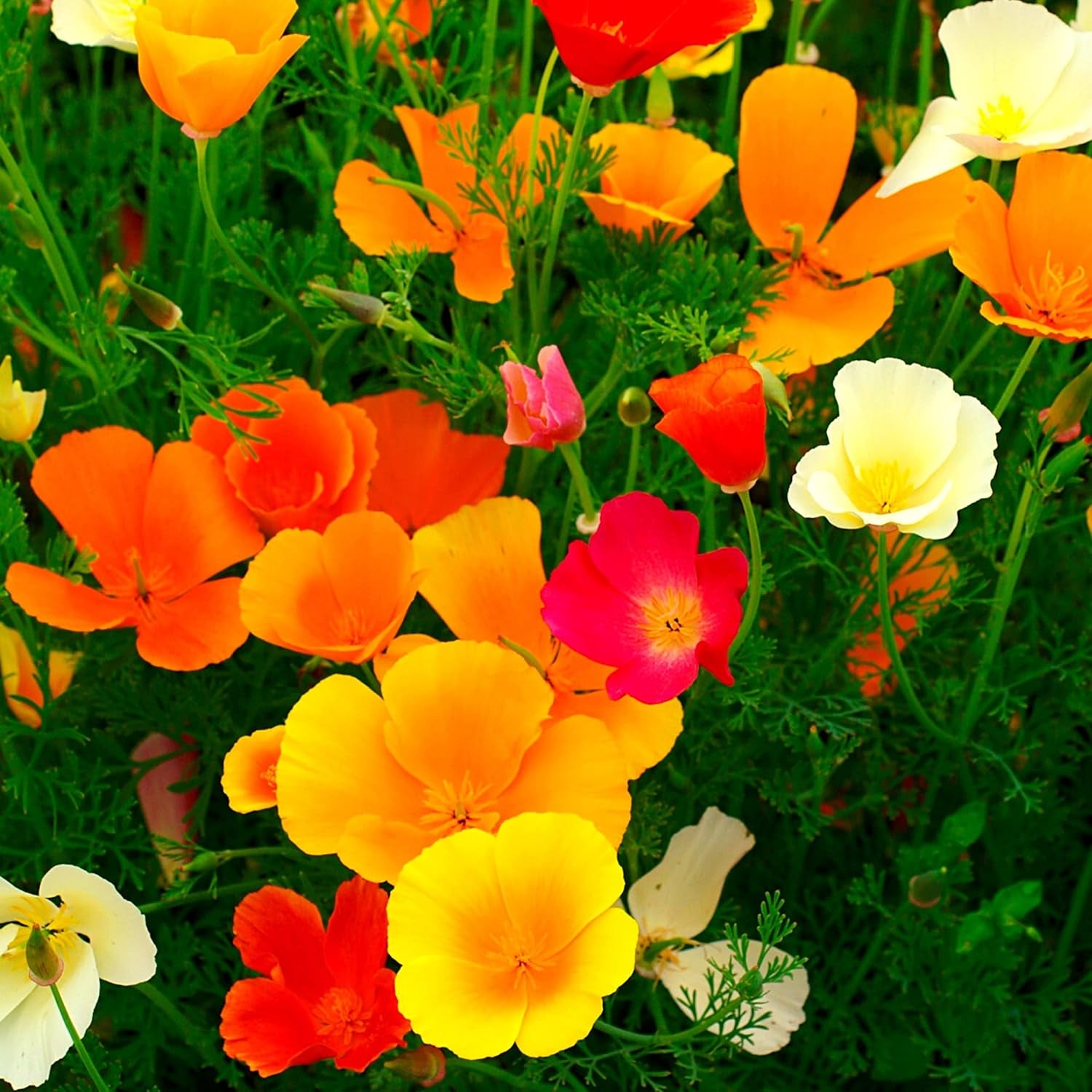 Mix di semi di papavero della California (Eschscholzia californica) - Bellissimi papaveri in fiore con un lungo periodo di fioritura per un prato fiorito colorato (papavero della California)