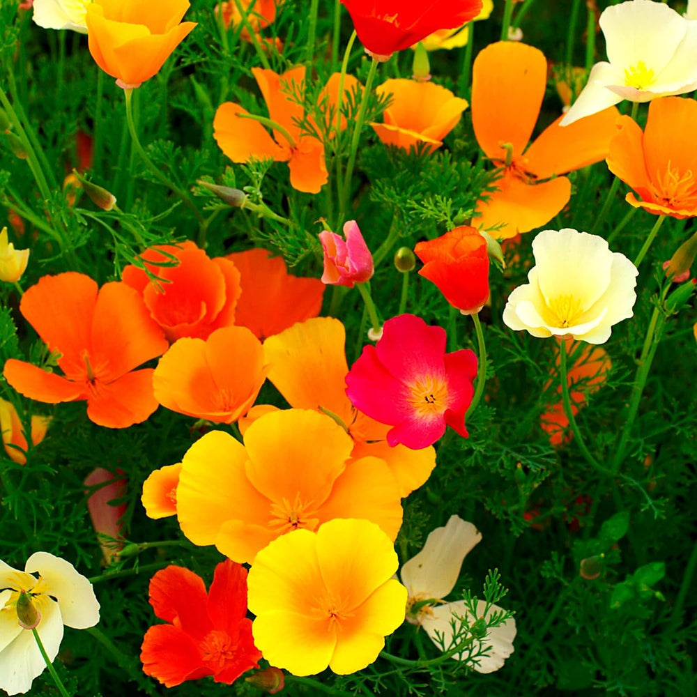 Mix di semi di papavero della California (Eschscholzia californica) - Bellissimi papaveri in fiore con un lungo periodo di fioritura per un prato fiorito colorato (papavero della California)
