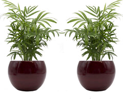 Zimmerpalmen-Duo Mit Handgefertigtem Keramik-Blumentopf "Cresto Rot" - 2 Pflanzen Und 2 Dekotöpfe