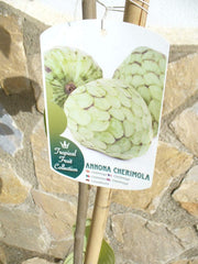 1X Cherimoya (Annona Cherimola), Zimtapfel, Rahmapfel Oder Süßsack - Ein Baum Ca. 150-160 Cm Hoch