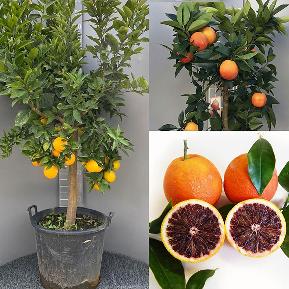 SAVINI VIVAI Orangenpflanze, Dunkeloranger Zitrusbaum Im 20 Cm Topf, Höhe 70 Cm, 2-3 Jahre Veredelung, Hergestellt in Italien