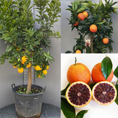 SAVINI VIVAI Orangenpflanze, Dunkeloranger Zitrusbaum Im 20 Cm Topf, Höhe 70 Cm, 2-3 Jahre Veredelung, Hergestellt in Italien