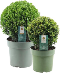 Plants by Frank | Echte Stechpalme Kugel | 1X Ilex Crenata 'Jenny' 20 Cm & 1X Kugel 25 Cm | Set Von 2 Stück | 20-25 Cm Ø Durchmesser | Buchsbaum Ersatz | Gartenpflanzen | Buchsbaum