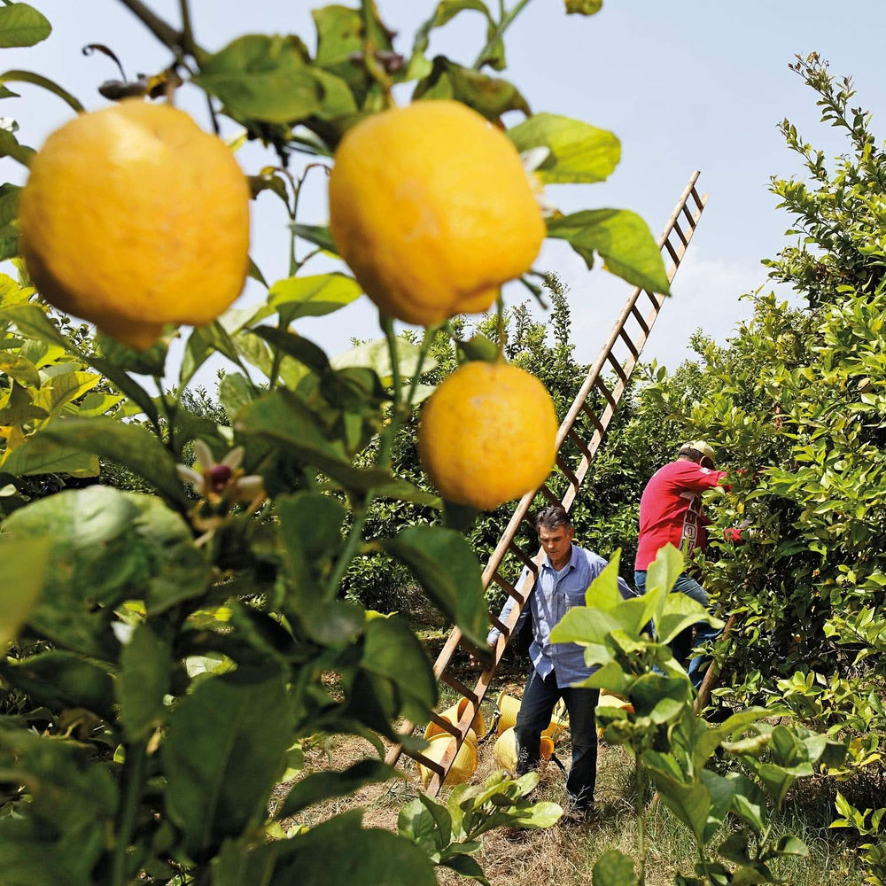 WELEDA Gel doccia rinfrescante biologico vegano, gel doccia unisex, gusto limone/arancia, 200 ml Naty Shop