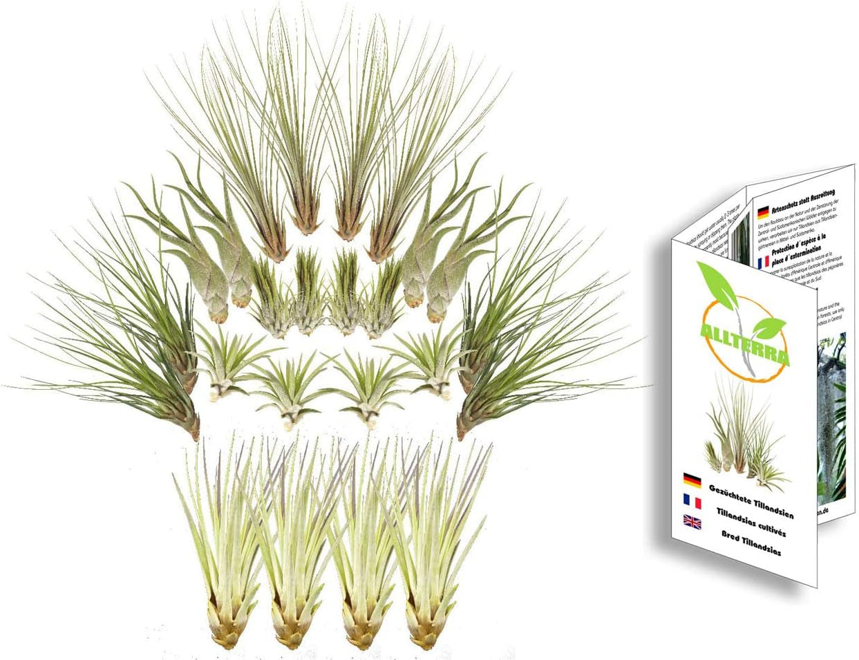 Tillandsien 24Er-Mix, Tillandsia, Bromeliengewächs
