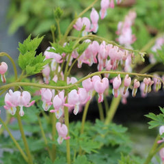 Tränendes Herz, Dicentra Spectabilis - Balkon Blumenwiese Topfblumen Minigarten Bio Balkon Blumendeko Herbst Deko Winterharte Garten Zimmerbonsai Grünpflanzen Balkonpflanzen 40Samen