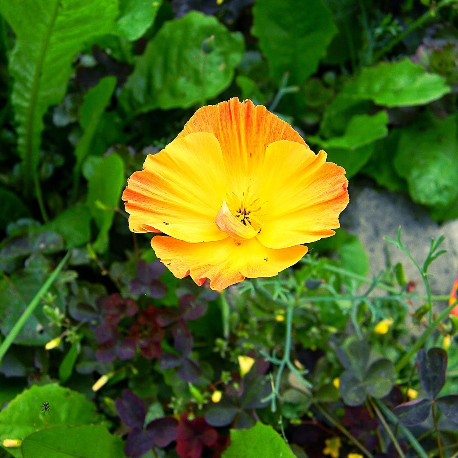 Mix di semi di papavero della California (Eschscholzia californica) - Bellissimi papaveri in fiore con un lungo periodo di fioritura per un prato fiorito colorato (papavero della California)