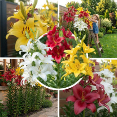 Collezione di bulbi di giglio gigante (15 bulbi di fiori), 5 varietà profumate, 5 di ogni colore, mix di piante perenni resistenti olandesi per il giardino (bulbi grandi, senza semi)