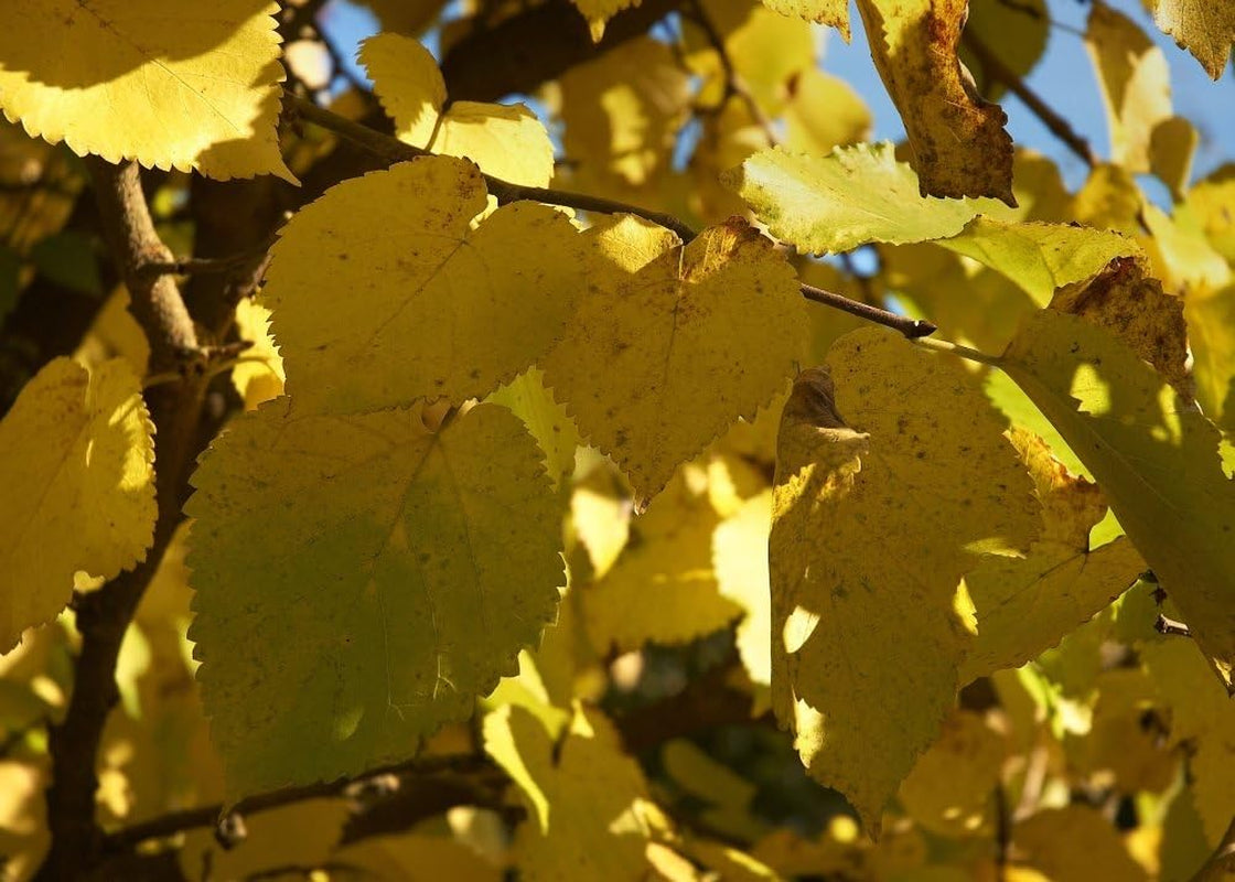 SAFLAX - Garden in the Bag - Schwarzer Maulbeerbaum - 200 Samen - Mit Anzuchtsubstrat Im Praktischen, Selbst Aufstellenden Beutel - Morus Nigra