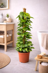 Efeutute (Epipremnum Aureum) Am Moosstab – Große, Pflegeleichte, Luftreinigende Zimmerpflanze Im Topf Ø 24 Cm, Höhe Ca. 120 Cm