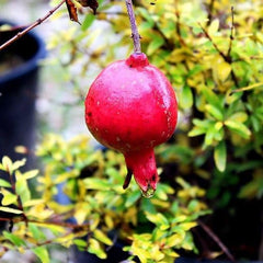 Granatapfel 116/17 - Obstpflanze Auf Blumentopf 20 - Baum Max 170 Cm – 2 Jahre Anbau Italien