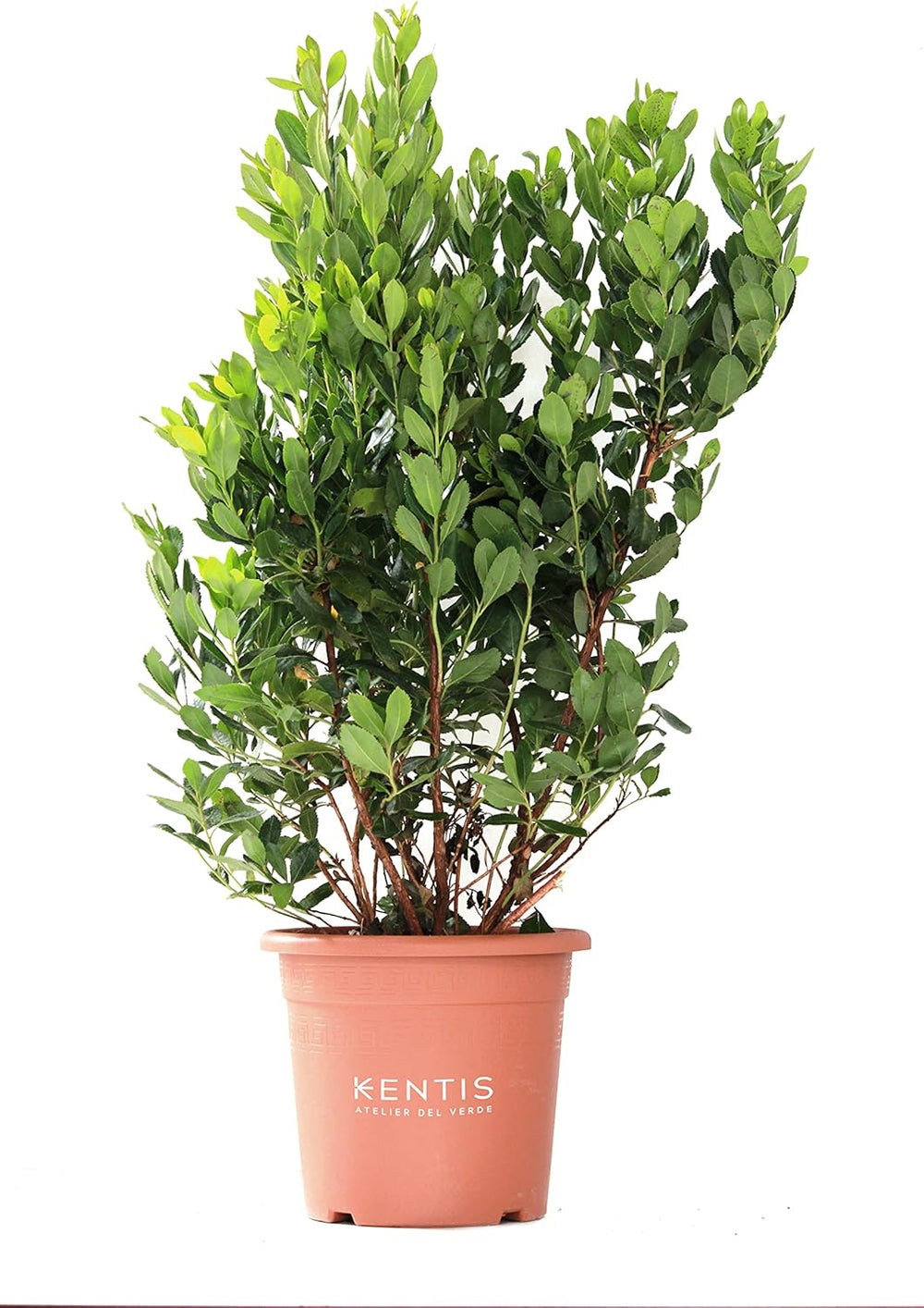 KENTIS - Fragole (Arbutus unedo) – Piante rustiche per il giardino – Pianta sempreverde, vera – Altezza 80-100 cm, vaso Ø 24 cm