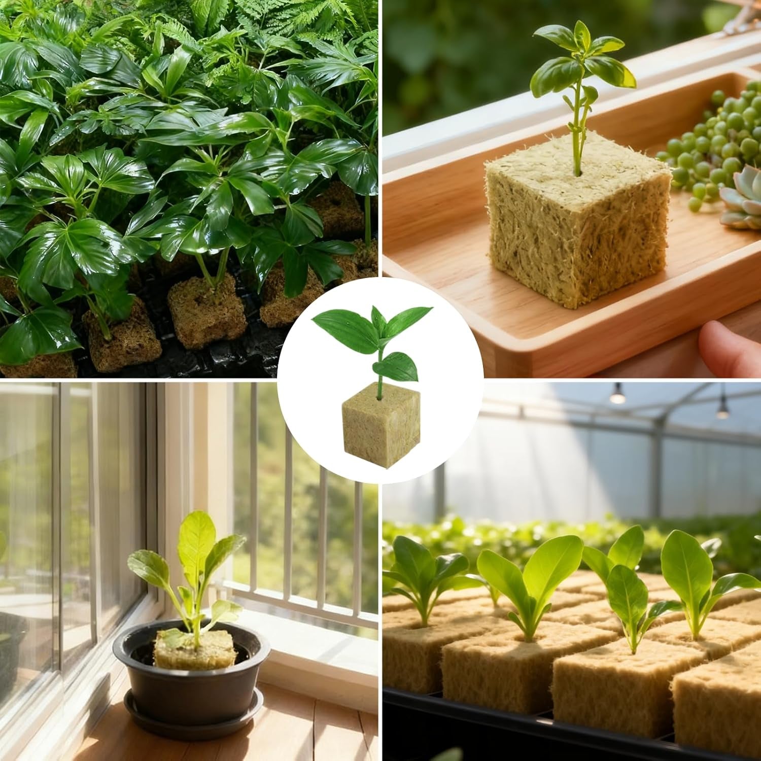 100 Cubi di propagazione in lana di roccia 25x25x25mm con guanti Isolamento in lana di roccia Cubi di propagazione Easy Plug Coltura idroponica Cubi di lana di roccia Talee Propagazione fuori suolo