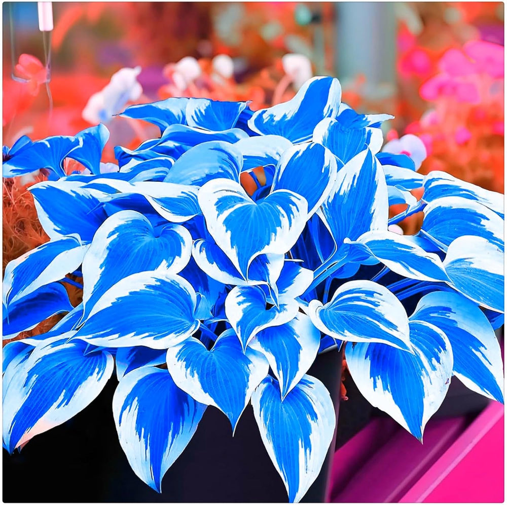 Mix di bulbi da fiore, bulbo magico misterioso, piantagione resistente, bulbo da fiore perenne resistente all'inverno, bulbi resistenti - 3 bulbi di orchidea