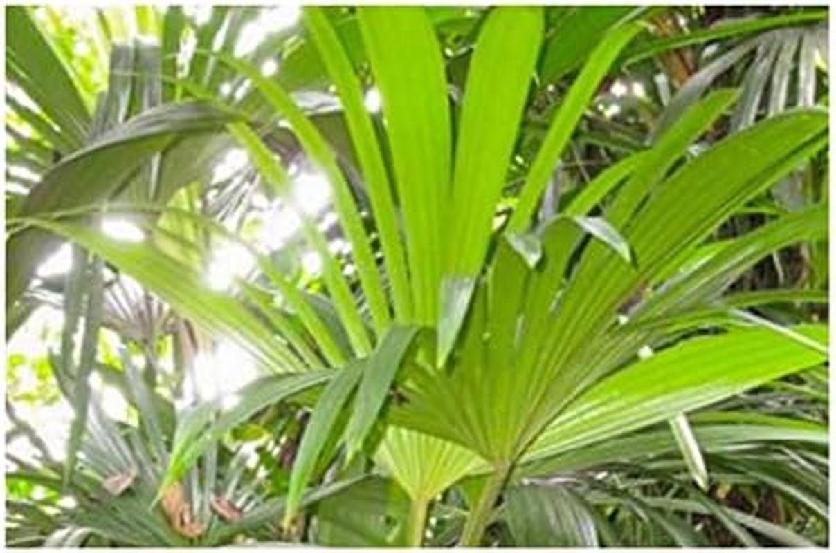 Stk - 10X Asplundia Sp. Escudo Ziersträucher Garten Pflanzen - Samen ID636 -