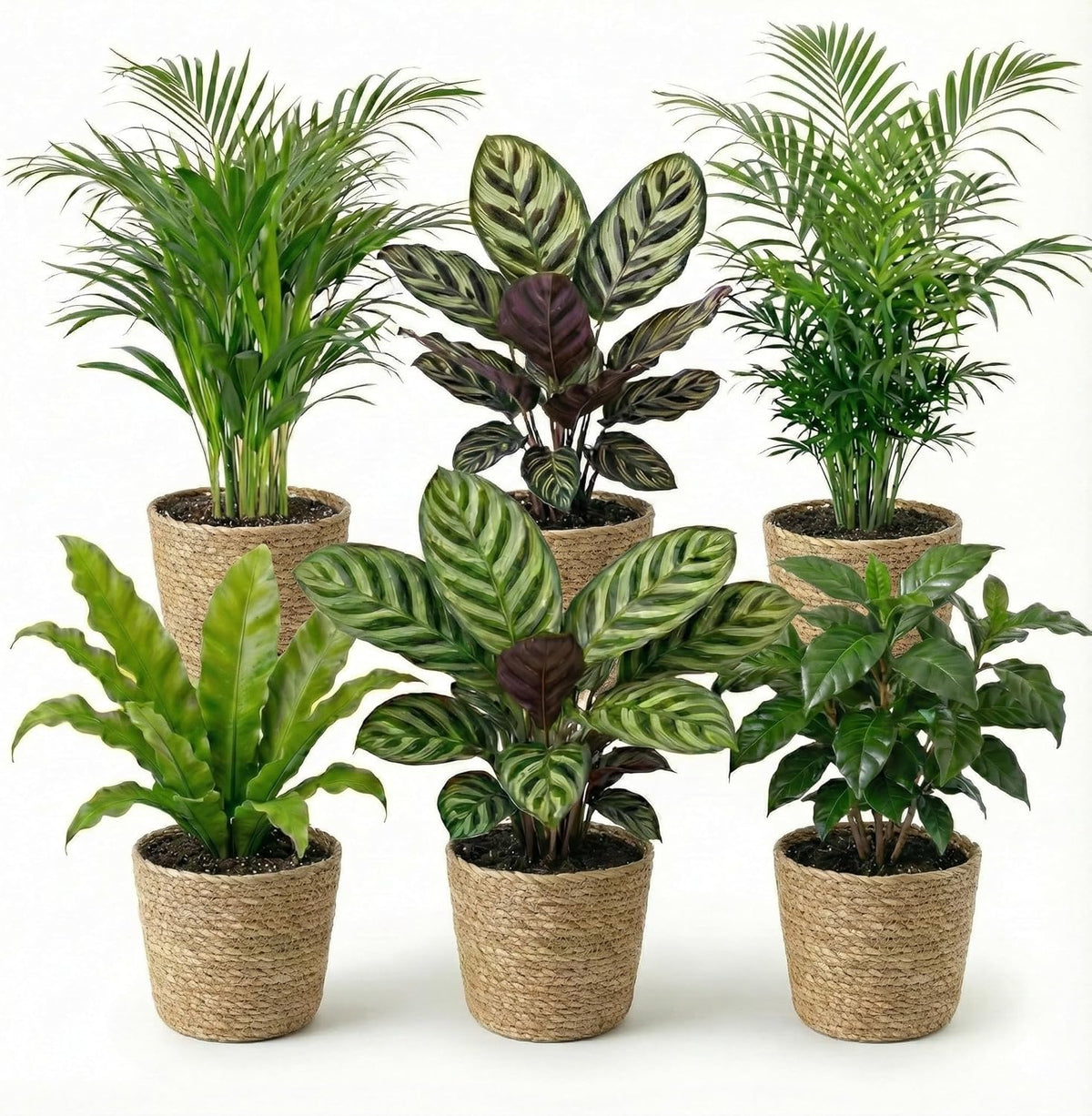 Luftreinigende Pflanzen – 6Er Set Echte Zimmerpflanzen Mit Seegras Töpfen – Tierfreundliche Und Pflegeleichte Grünpflanzen – Ideal Für Wenig Licht – Ø 12 Cm ↥ 40 Cm