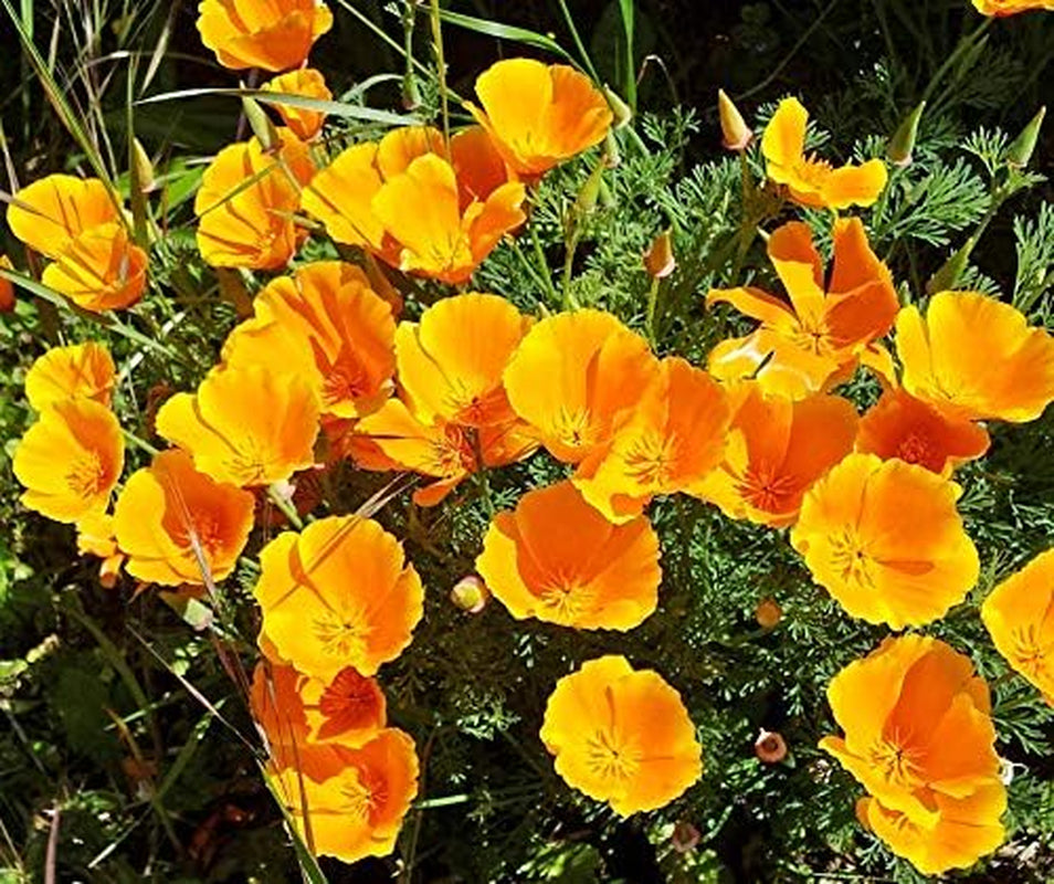 La Verde GRĂDINA MEA ȘI EU. Semințe de mac californian 'Poppy Orange' pentru aprox. 250 de plante, mac californian, semințe cu înflorire îndelungată, non-OMG
