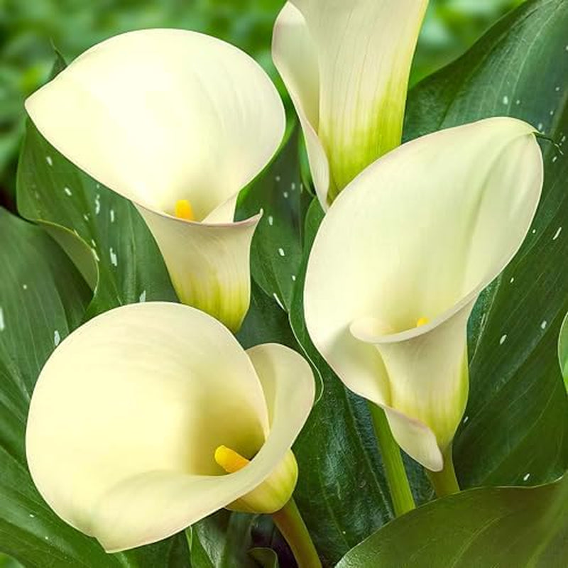 Calla Bulbs Hardy Perenne - Zantedeschia Orange Passion (Arancio) - 5 bulbi da fiore grandi - Piante vere dell'Olanda - Per giardino e vasi (non semi, non artificiali)