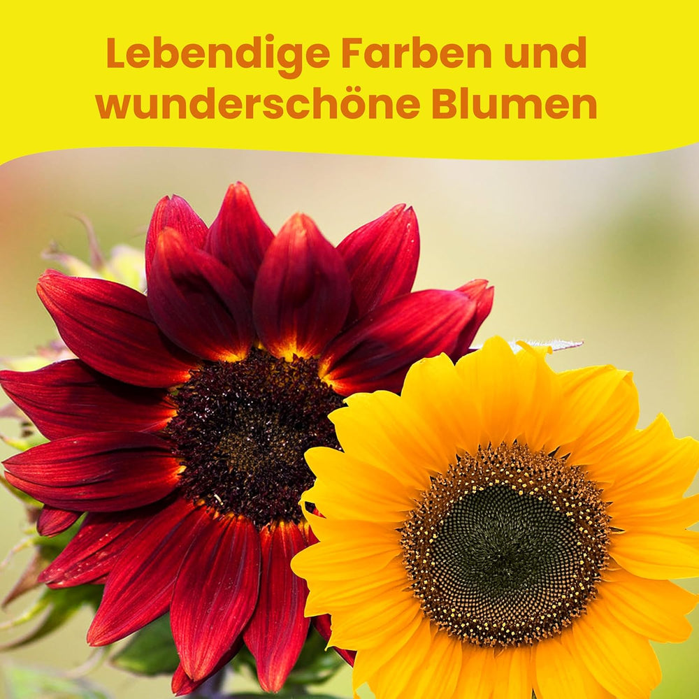 LERAVA® Sonnenblumen Samen Set (4 tipi) - Riesige gelbe & rote Sonnenblume - Zwerg und Sungold Teddy - Premium Sonnenblumensamen für Garten und Balkon - Blumensamen Geschenk für Hobbygärtner