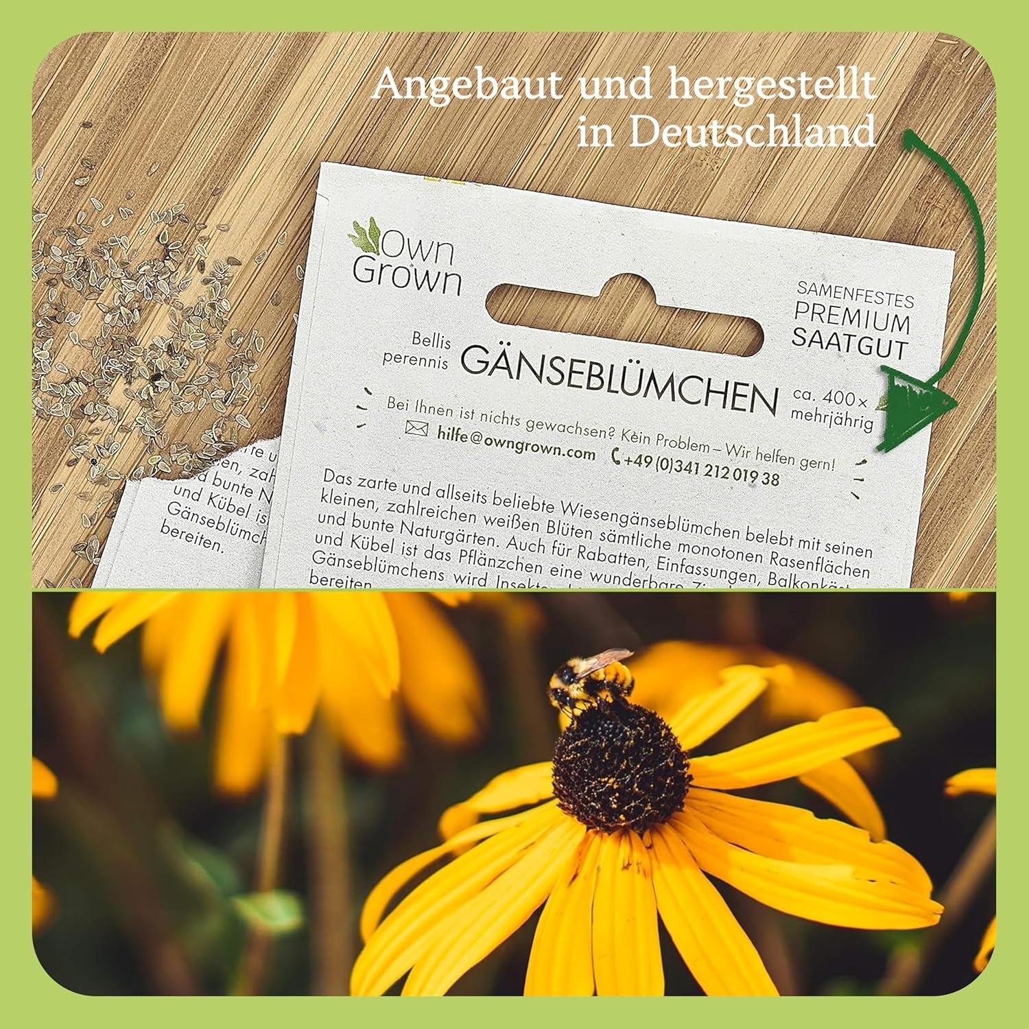 Semi di Echinacea: semi di Echinacea gialli premium per circa 20 piante di Echinacea da fiore – Semi di Rudbeckia – Rudbeckia resistente – Piante perenni di Echinacea – Piante perenni resistenti di OwnGrown