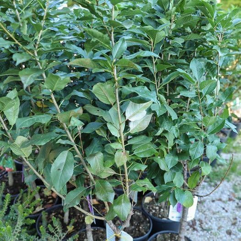 Zwerg-Süßkirschbaum Lapins Auf Gisela 5 – Selbstfruchtend, Obstpflanze Im Topf Ø 20 Cm — Höhe 150-170 Cm, Alter: 2 Jahre – Italienische Baumschule