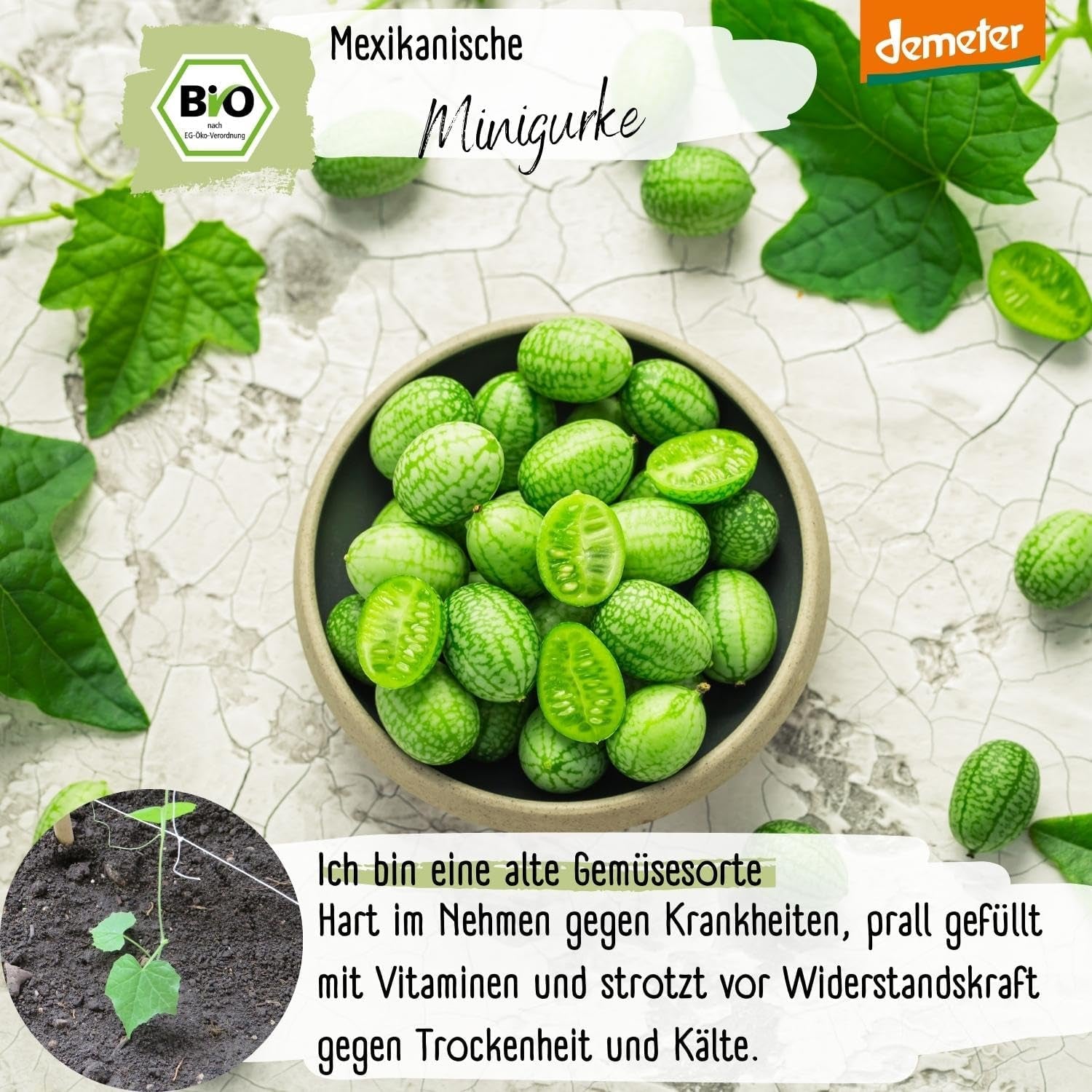 Semi di cetriolo messicano mini biologici, 10 semi di cetriolo snack, alto tasso di germinazione, certificati Demeter e impollinati aperta | LOVEPLANTS Semi di ortaggi per aiuola rialzata da giardino sul balcone - Varietà di ortaggi cimelio