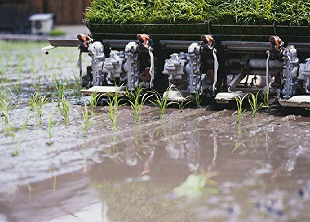Riso Sushi AKAFUJI, Akitakomachi, 5000 g