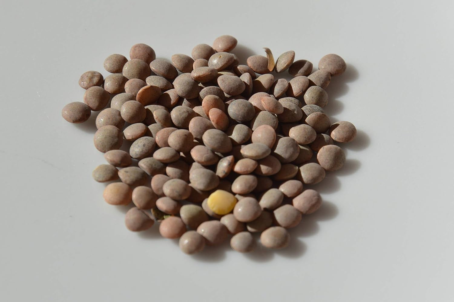 100 Samen Braune Linsen (Lens Culinaris)