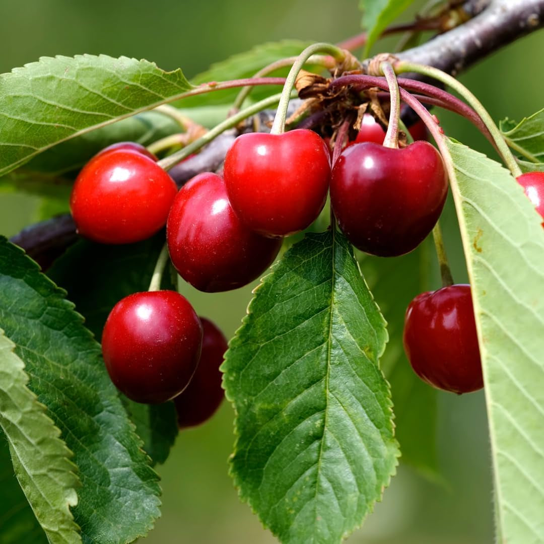 Süßkirschbaum Bigarreau Moreau – Obstpflanze Im Topf Ø Ab 24/26 Cm, Höhe 160-180 Cm, Alter: 4 Jahre – Italienische Baumschule