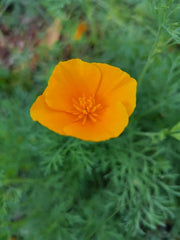 1000 semi di papavero della California (Eschscholzia californica), prato di fiori selvatici, pascolo di api.
