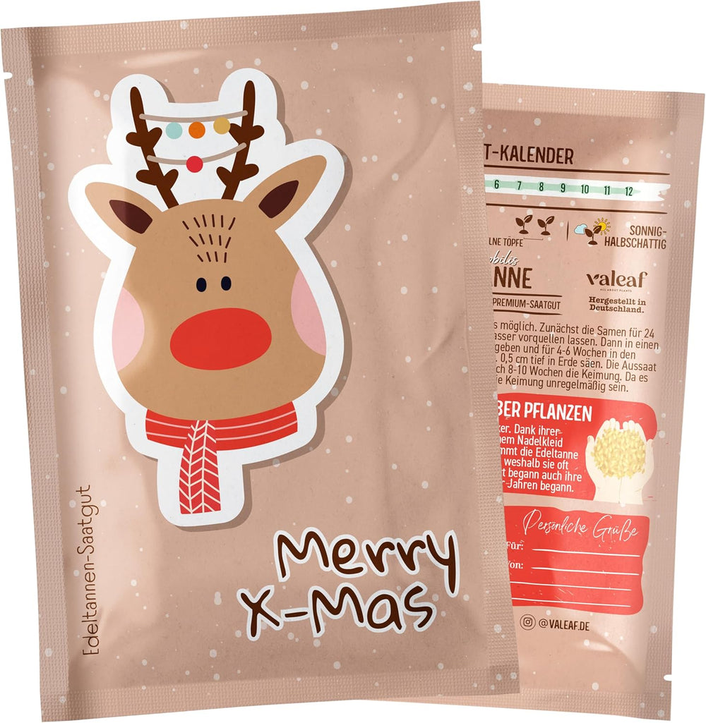 Albero di Natale 2030 - Semi di albero di Natale Nordmann per piantare un albero di Natale, ideale come regalo di Natale segreto di Babbo Natale