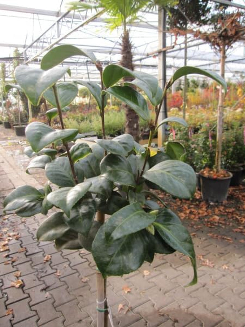 Camellia Japonica Principessa Baciocchi - Japanische Hochstamm-Kamelie 80