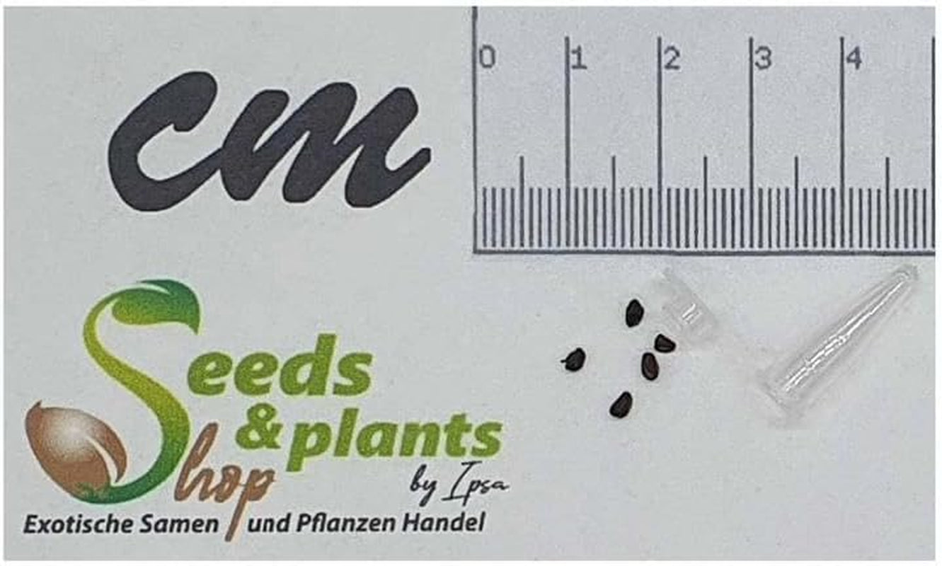 Stk - 5X Astrophytum Ornatum - Sternkaktus Kakteen Kaktus Pflanzen - Samen ID1649 -