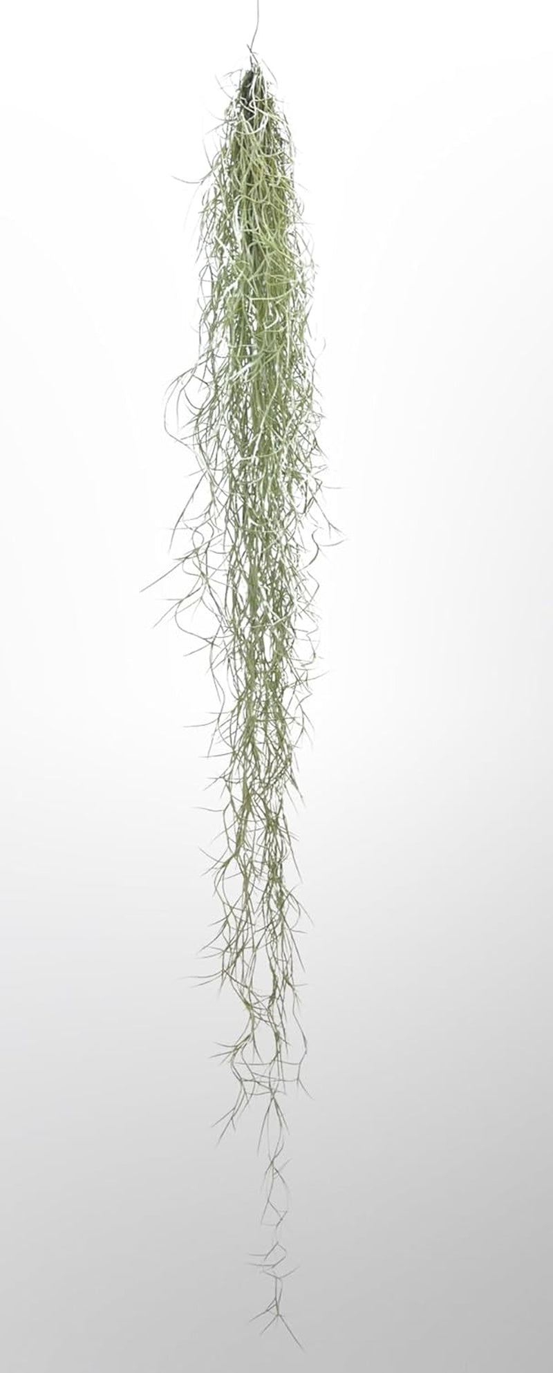 Tillandsien Pflanzen - Luftpflanzen Echt - Air Plants - Tilldandsia - 3Er Set Quallenpflanzen Mit Alfonso-Seeigeln - Bromeliengewächs - Spanisches Moos - Luftpflanzen Halterung - Trendyairplants