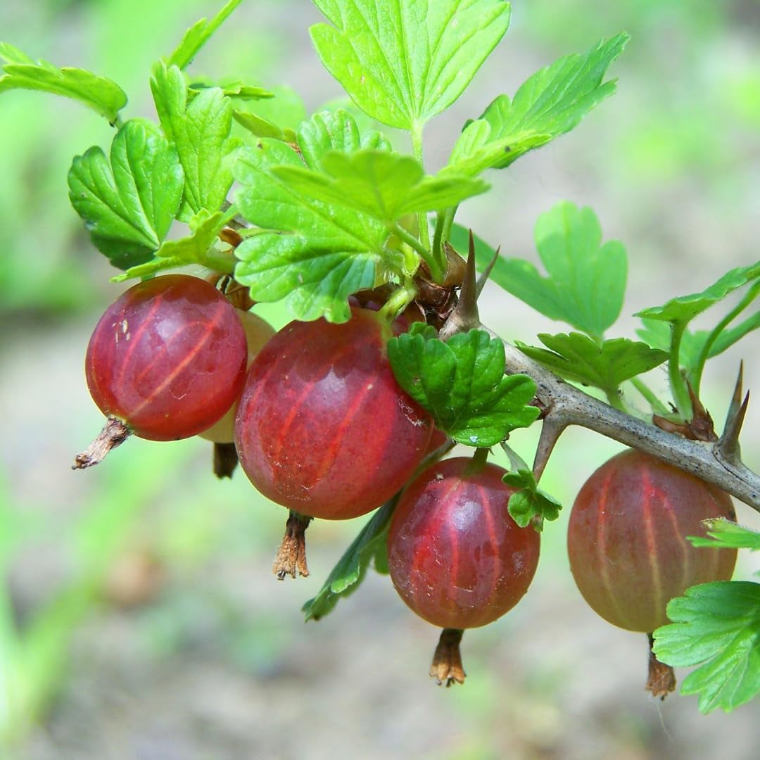 Rote Stachelbeere - Obstpflanze Auf Blumentopf 20 - Baum – 2 Jahre Anbau Italien
