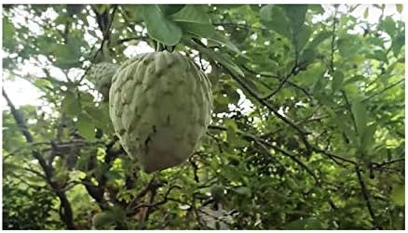 Stk - 10X Annona Cherimola Cherimoya Frucht Pflanzen - Samen ID240 -