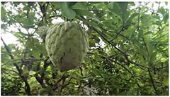 Stk - 10X Annona Cherimola Cherimoya Frucht Pflanzen - Samen ID240 -