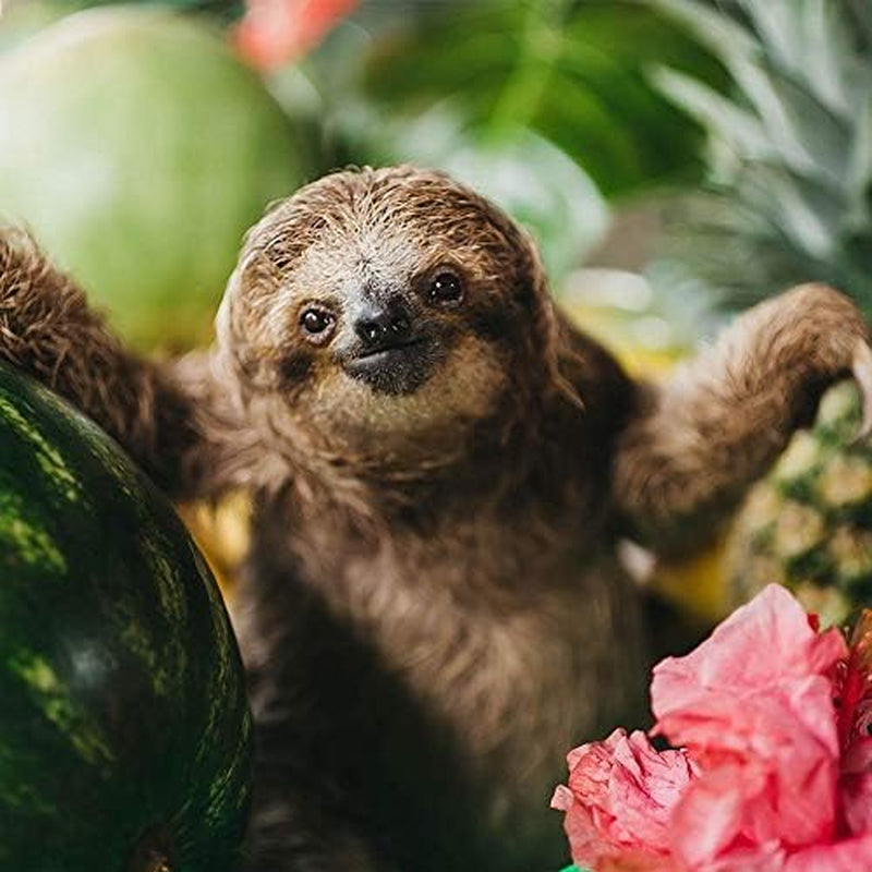 Café Britt® - Amestec Costa Rican Habitat Sloth Blend (340 g.) (Pachet de 1) Cafea Arabica în boabe întregi, Kosher, fără gluten, gourmet și prăjire medie închisă