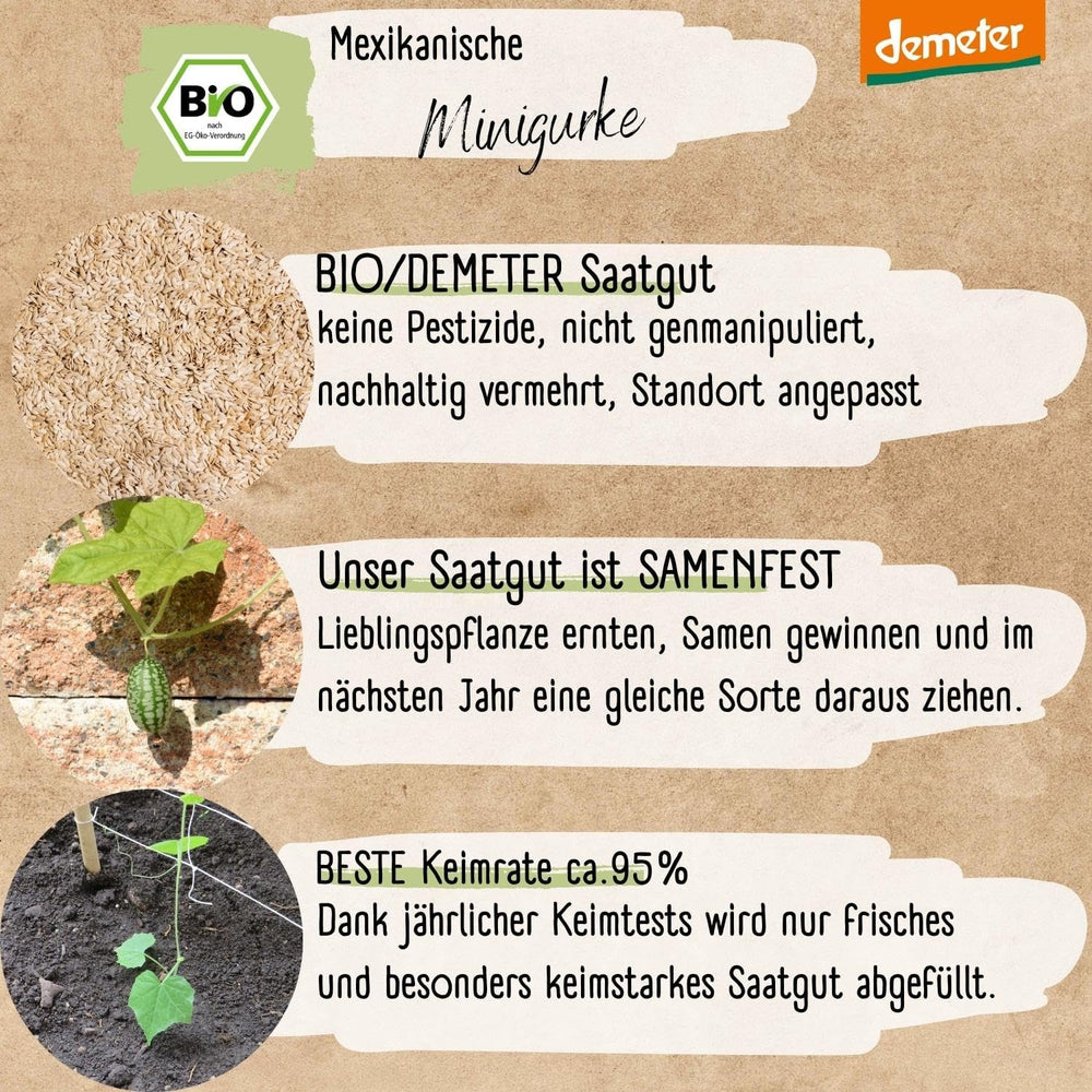 Semi di cetriolo messicano mini biologici, 10 semi di cetriolo snack, alto tasso di germinazione, certificati Demeter e impollinati aperta | LOVEPLANTS Semi di ortaggi per aiuola rialzata da giardino sul balcone - Varietà di ortaggi cimelio