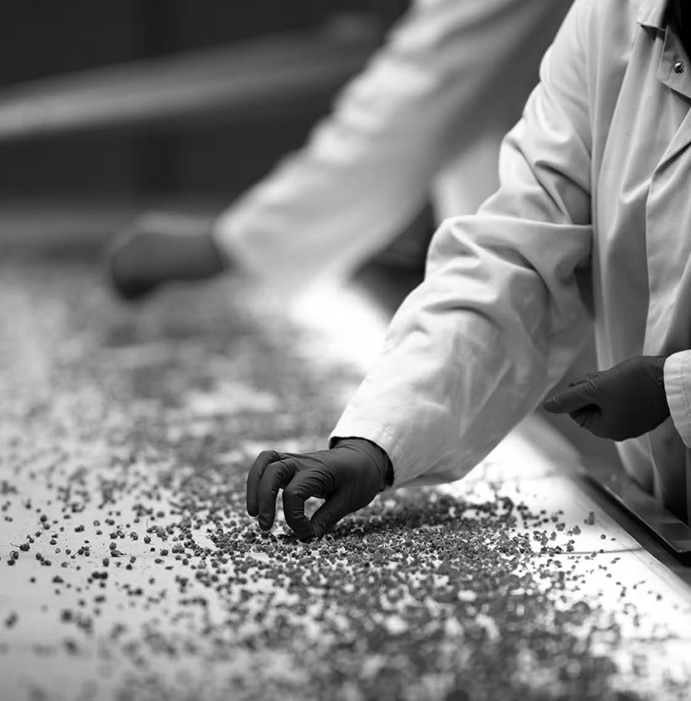 Ceai din plante Dammann Tisane Du Berger 25 pliculețe Kristal