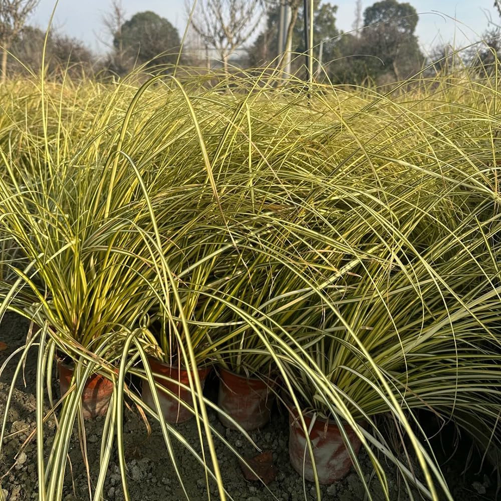 Carex Oshimensis Evergold Winterharte Ziergräser Für Kübel Sichtschutz Winterfeste Immergrüne Sträucher Winterhart Steingartenpflanzen Herbst Deko Winterharte Kübelpflanzen Seltene 200Samen