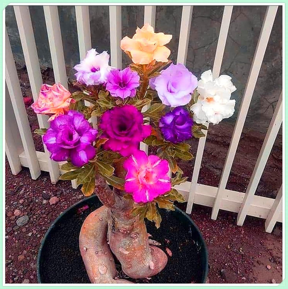 Mix di bulbi da fiore, bulbo magico misterioso, piantagione resistente, bulbo da fiore perenne resistente all'inverno, bulbi resistenti - 3 bulbi di orchidea