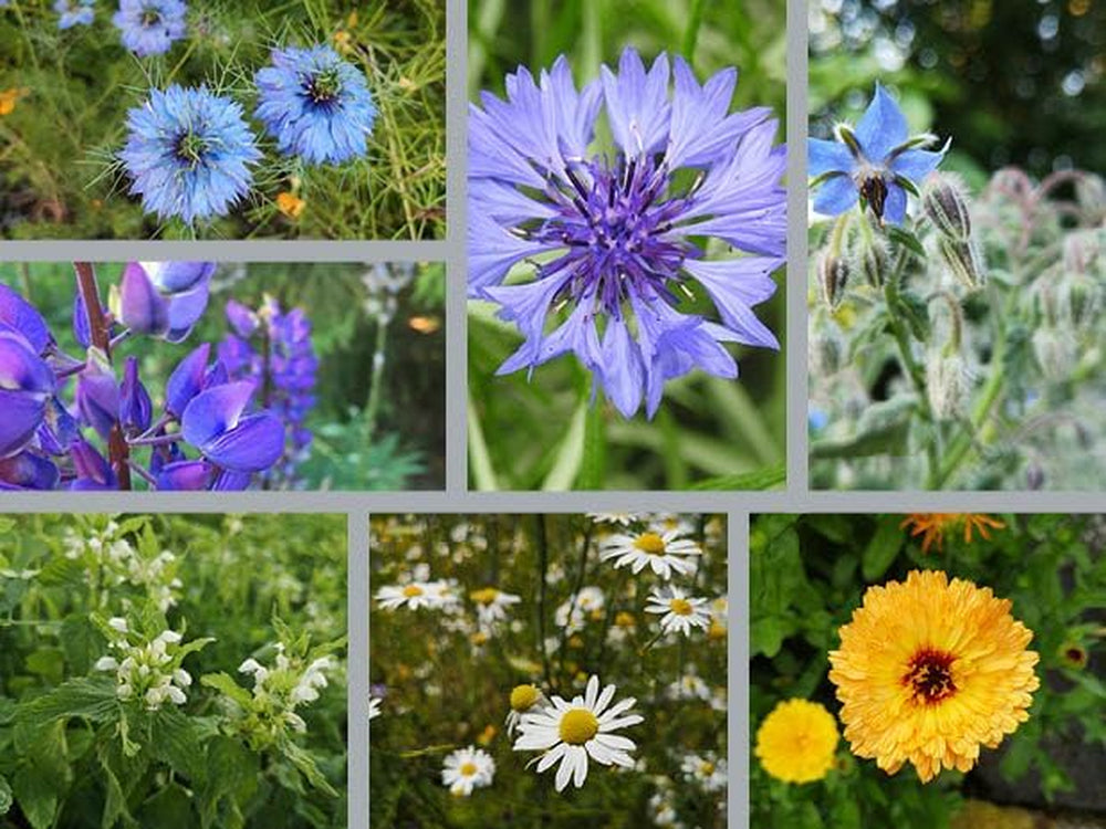Deutsche Samen – Bunter Bauerngarten Set – 7 Verschiedene Pflanzen – Insektenfreundlicher Garten - Pflegeleichte Mehrjährige Pflanzen – Abwechslungsreiche Farbenprächtige Blumen