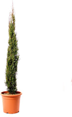 KENTIS - Zypressen Echte Pflanzen Winterhart - Cupressus Sempervirens Totem - Hoch 80-100 Cm Topf Ø 18 Cm
