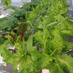 Kit di coltivazione idroponica a 1 strato con 54 fioriere, sistemi di coltivazione di piante fuori suolo in PVC con pompa dell'acqua, kit di coltivazione idroponica per la coltivazione di frutta e verdura su balconi, giardini, cortili e cortili