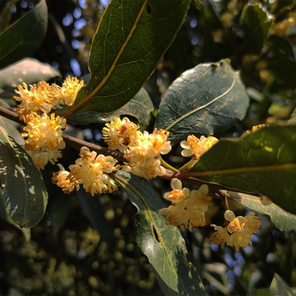 Lorbeerbaum, Schnell Wachsende Lorbeer, Immergrüne Winterhart Blühende 125Samen